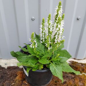 Шалфей дубравный Бамбл Сноу / Salvia nemorosa "Bumble Snow"