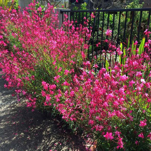 Гаура Линдхеймера Беллеза Депп Пинк / Gaura lindheimeri "Belleza Deep Pink"