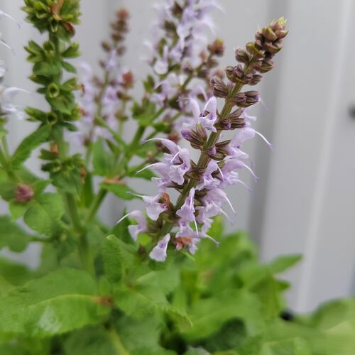 Шалфей дубравный Бамбл Скай / Salvia nemorosa "Bumble Sky"