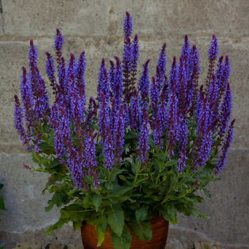 Шалфей Salvia nemorosa Night field