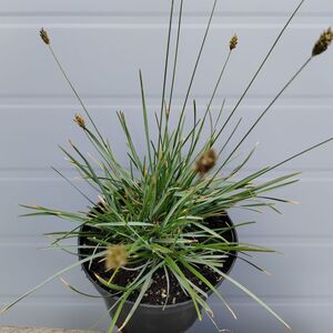Сеслерия голубая / Sesleria caerulea С1,5