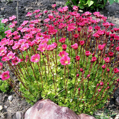 Камнеломка Арендса Хайлендер Ред / Saxifraga arendsii "Highlander Red"