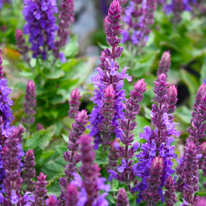 Шалфей дубравный Блю Букетта / Salvia nemorosa Blue Bouquetta