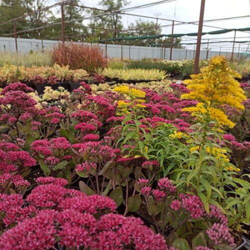 Седум (очиток) обыкновенный Тандерхед / Sedum telephium "Thunderhead" С2