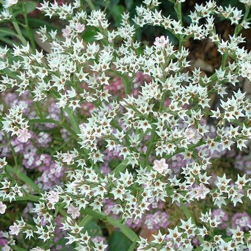 Кермек белый / Limonium white