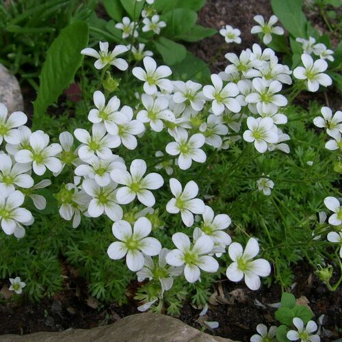 Камнеломка Арендса Альба / Saxifraga arendsii Alba