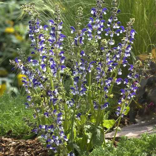 Шалфей луговой Маделине / Salvia pratensis "Madeline"