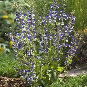 Шалфей луговой Маделине / Salvia pratensis "Madeline"