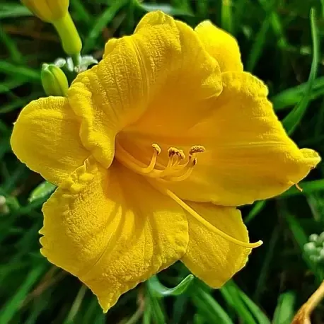 Лилейник Стелла де Оро / Hemerocallis "Stella de Oro"