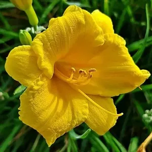 Лилейник Стелла де Оро / Hemerocallis "Stella de Oro"