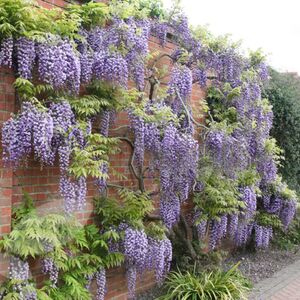 Глициния морозостойкая Блю Мун / Wisteria macrostachya "Blue moon"