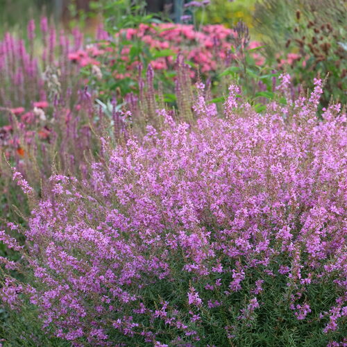 Дербенник иволистный Свирл / Lythrum salicaria "Swirl"