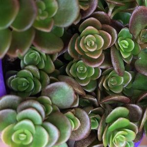 Седум (очиток) тетрактинум Корал Риф / Sedum tetractinum "Coral Reef" С1,5