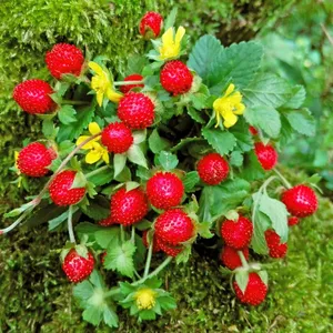 Дюшенея / Potentilla indica