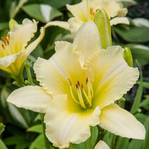 Лилейник Эвери Дейлили Крим / Hemerocallis "Every Daylily Cream"