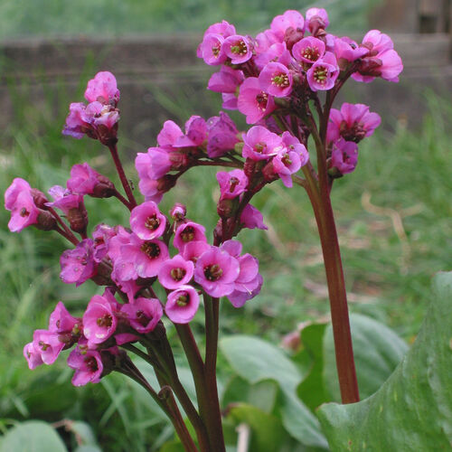 Бадан сердцелистный Пурпуреа / Bergenia cordifolia "Purpurea"