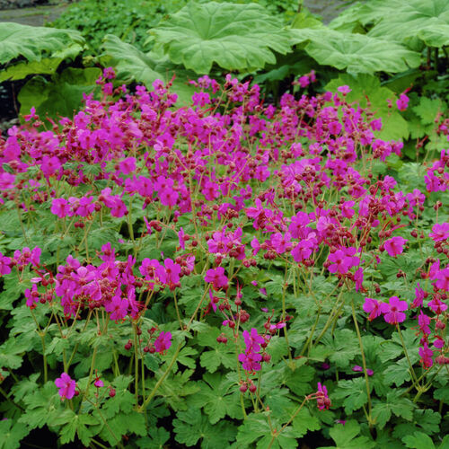 Герань крупнокорневищная Беванс Вариет / Geranium macrorrhizum "Bevan`s Variety"