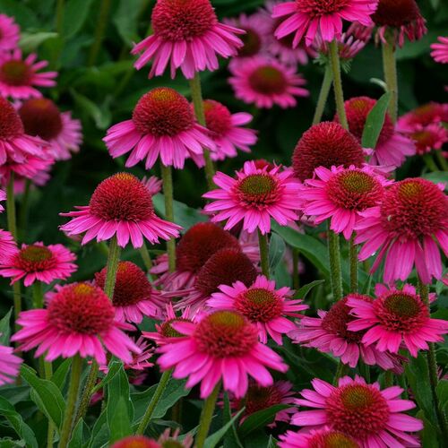 Эхинацея гибридная Делишес Кэнди / Echinacea hybrida "Delicious Candy"