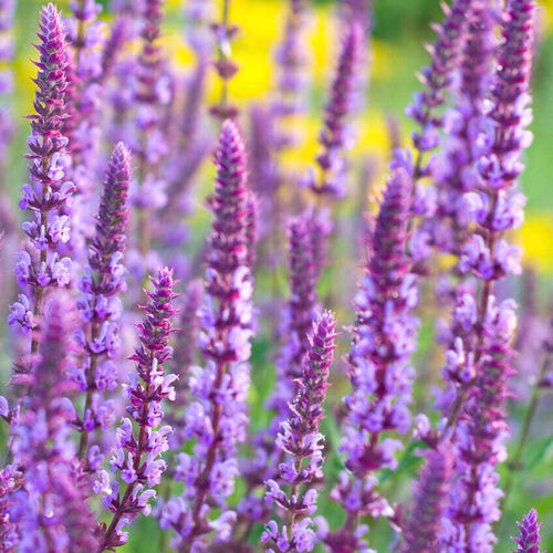 Шалфей дубравный Аметист / Salvia nemorosa "Amethyst"