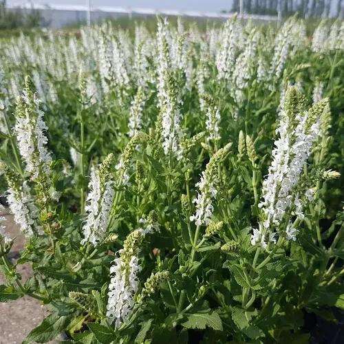 Шалфей дубравный Шнеехюгель / Salvia nemorosa "Schneehugel"