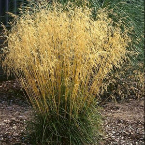 Луговик дернистый (щучка) Голдтау / Deschampsia cespitosa "Goldtau"