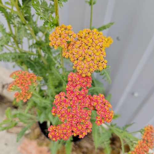 Тысячелистник Вольтер Функе / Achillea "Walter Funcke"