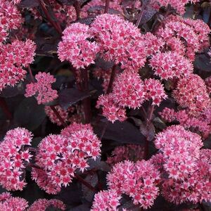 Седум (очиток) гибридный Ксенокс / Sedum hybrid "Xenox"