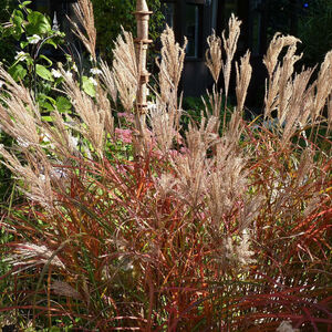 Мискантус китайский Фернер Остен / Miscanthus sinensis "Ferner Osten"