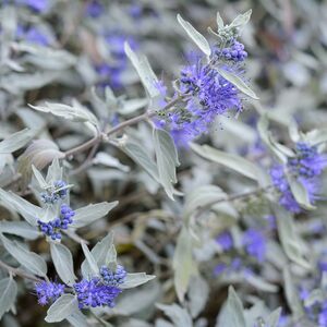 Кариоптерис Стерлинг Сильвер / Caryopteris clandonensis "Sterling Silver"