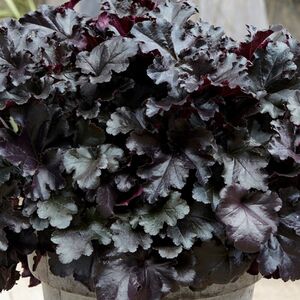 Гейхера Блэк Перл / Heuchera "Black Pearl"