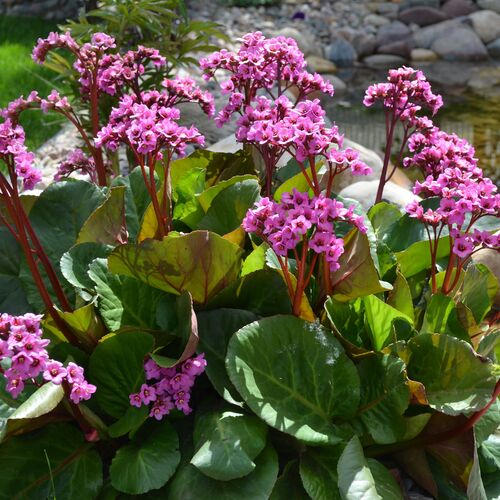 Бадан сердцелистный Шушан Роуз / Bergenia cordifolia "Shoushen Rose"