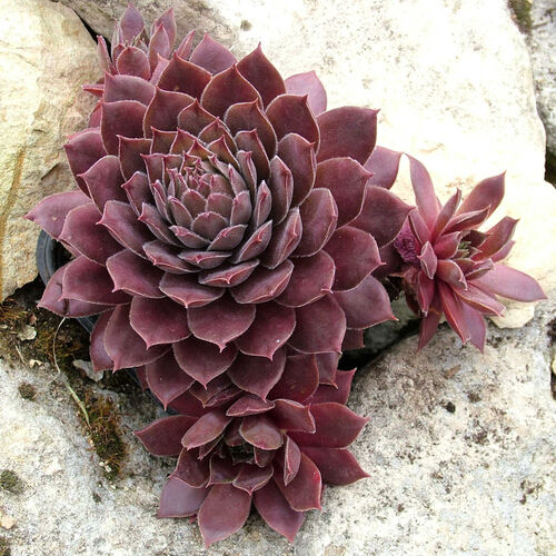 Молодило Кантри Ред / Sempervivum "BigSam Country Red"