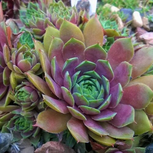 Молодило Пинк Помело / Sempervivum "Big Sam Pink Pomelo"