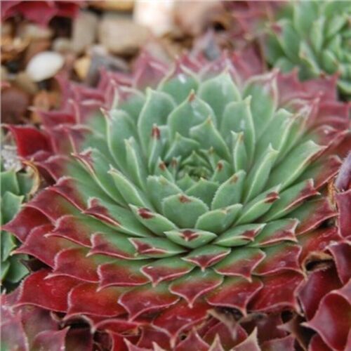 Молодило Касабланка / Sempervivum "Casablanca"