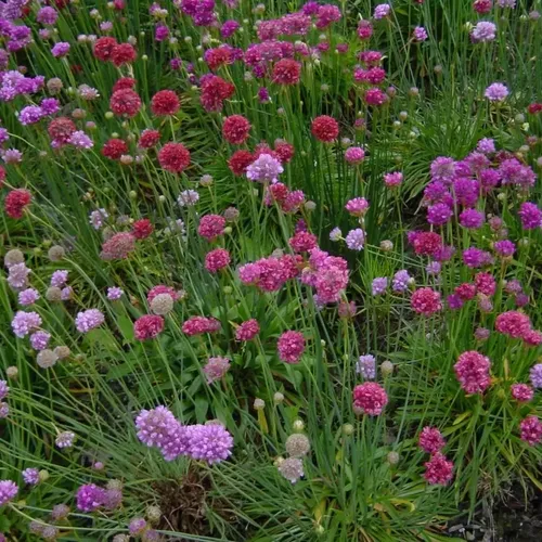 Армерия псевдоармерия смесь / Armeria pseudarmeria