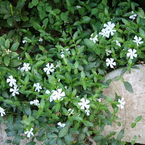 Барвинок малый Альба / Vinca minor Alba