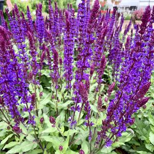 Шалфей дубравный синий / Salvia nemorosa blue