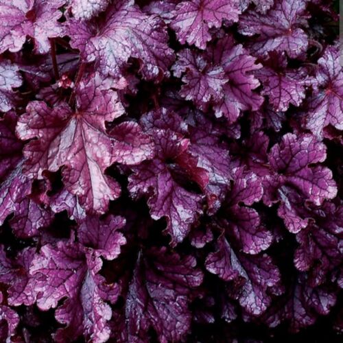 Гейхера Форевер Парпл / Heuchera "Forever Purple"