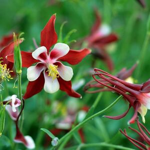 Аквилегия Эрлибёрд Ред Вайт / Aquilegia x hybrida "Earlybird Red White"