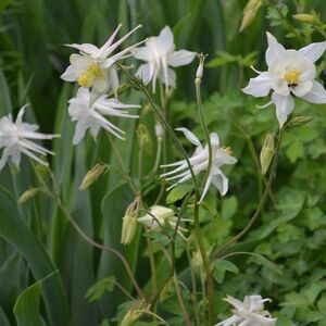 Аквилегия Эрлибёрд Вайт / Aquilegia x hybrida "Earlybird White"