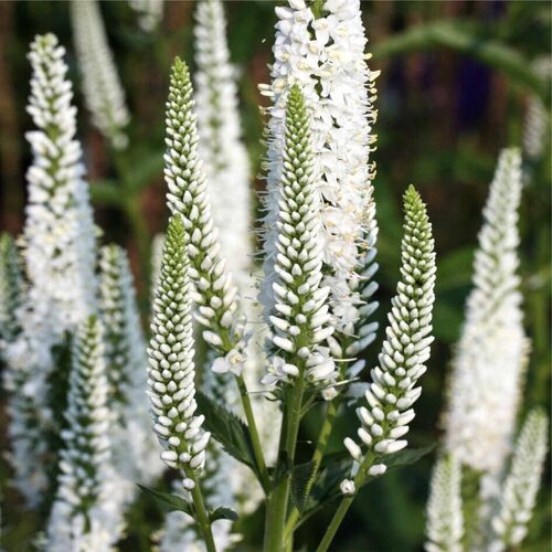 Вероника длиннолистная Мелани Уайт / Veronica longifolia "Melanie White" С2