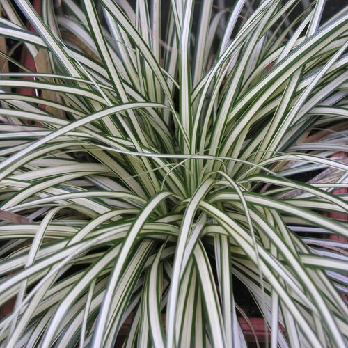 Осока Моррова японская вариегата / Carex Morrowii variegata