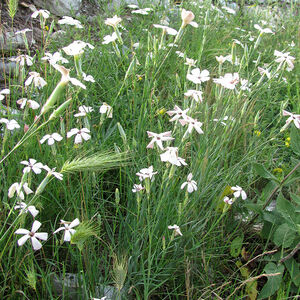 Гвоздика ланцетная / Dianthus lanceolatus