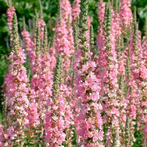 Дербенник иволистный Бланш / Lythrum salicaria "Blush"