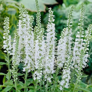 Вероника колосистая Айскил / Veronica spicata "Icicle" С2