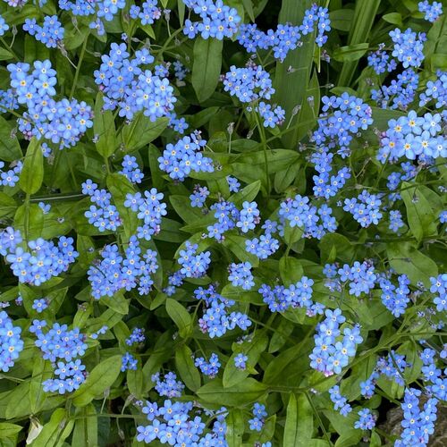 Незабудка лесная / Myosotis sylvatica