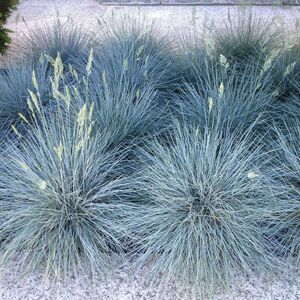 Овсяница сизая Азурит / Festuca glauca "Azurit"