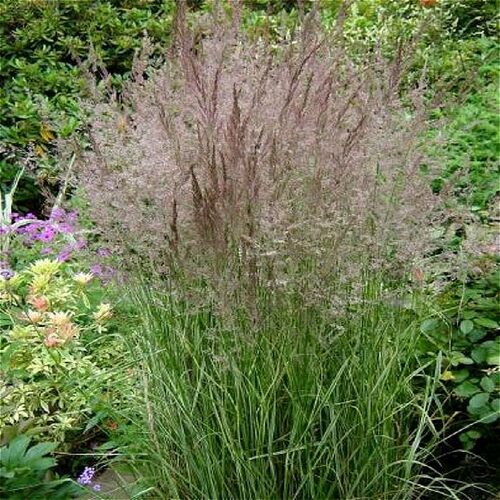 Вейник остроцветковый Овердам / Calamagrostis acutiflora "Overdam" Р9