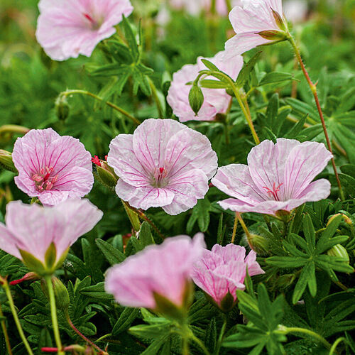 Герань кроваво-красная Пинк Пуф / Geranium sanguinea "Pink Pouffe" Р9