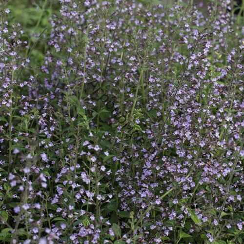 Душевник котовниковый Блю Клауд (высокий) / Calamintha nepeta "Blue Cloud" Р9